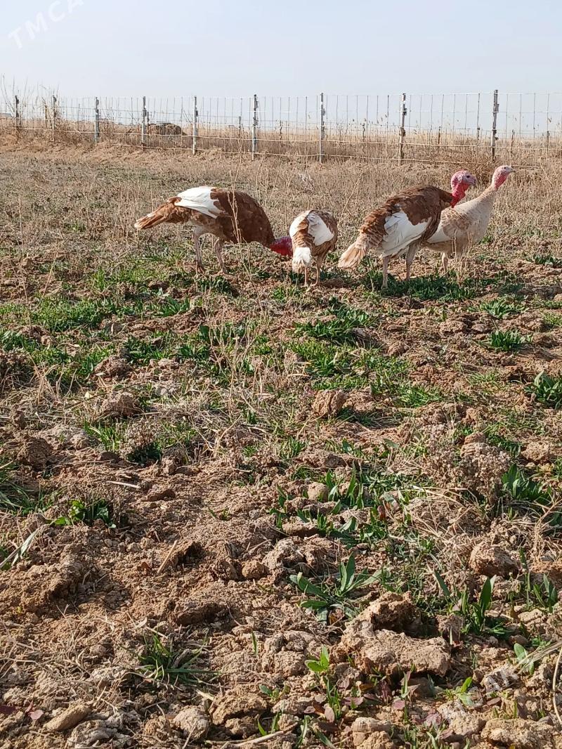 OWGAN INDUK - Sakarçäge - img 1