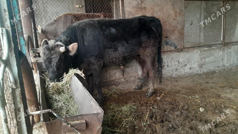 Öküz - Бузмеин - img 1