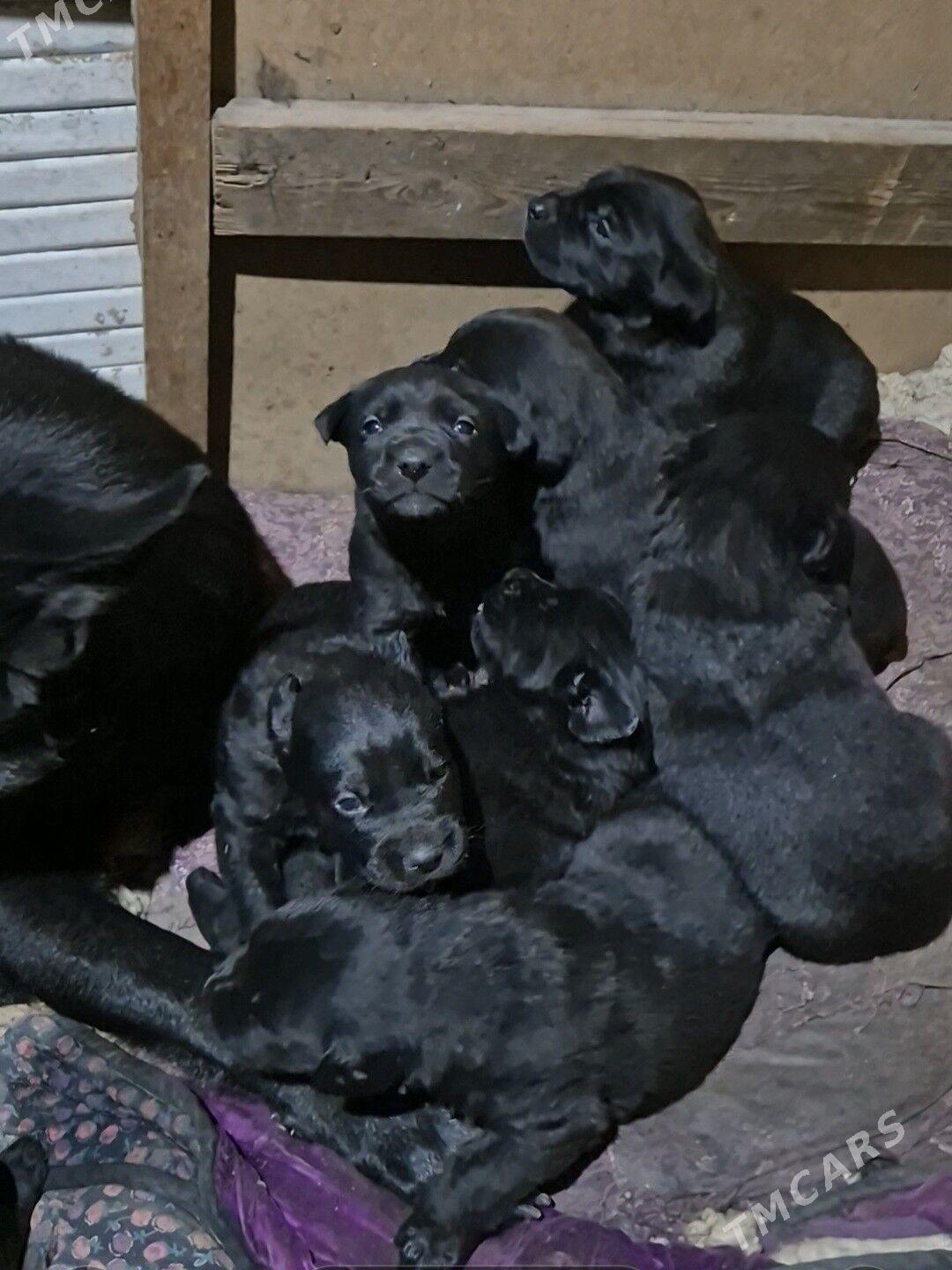 щенки - Туркменабат - img 1