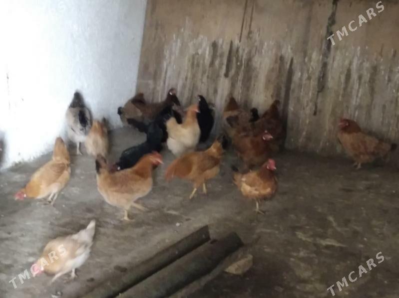 Towuk - Гызыларбат - img 1