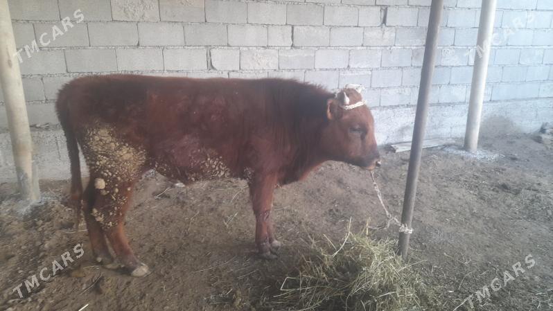 Okuz - Gökje - img 1