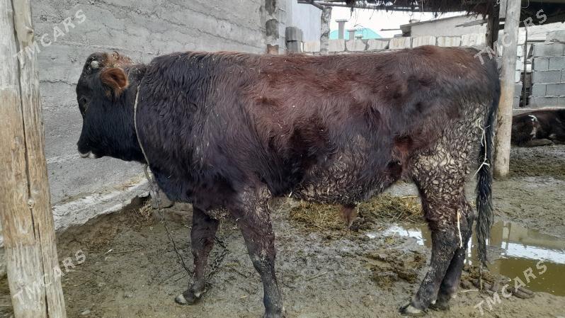 Okuz - Gökdepe - img 1