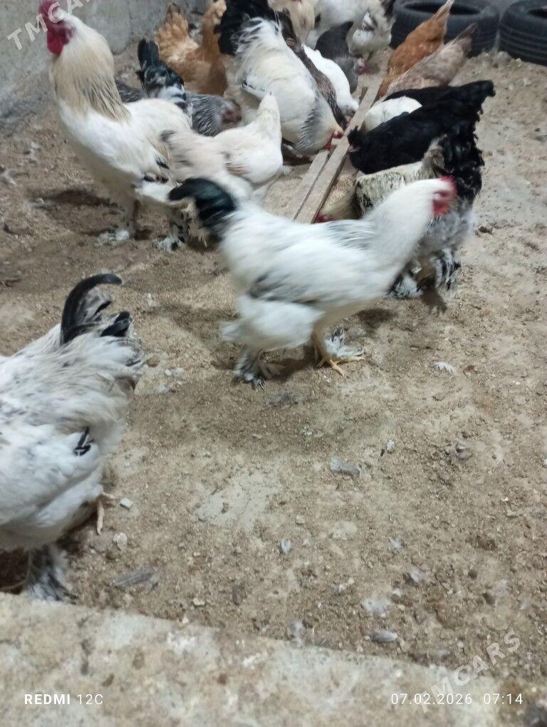 horaz - Тязе заман - img 1