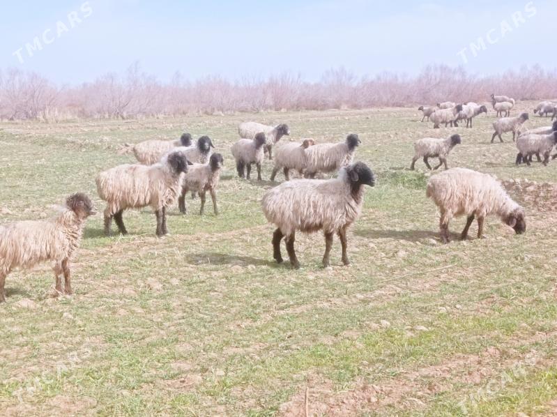 Mal öweç - Теджен - img 1