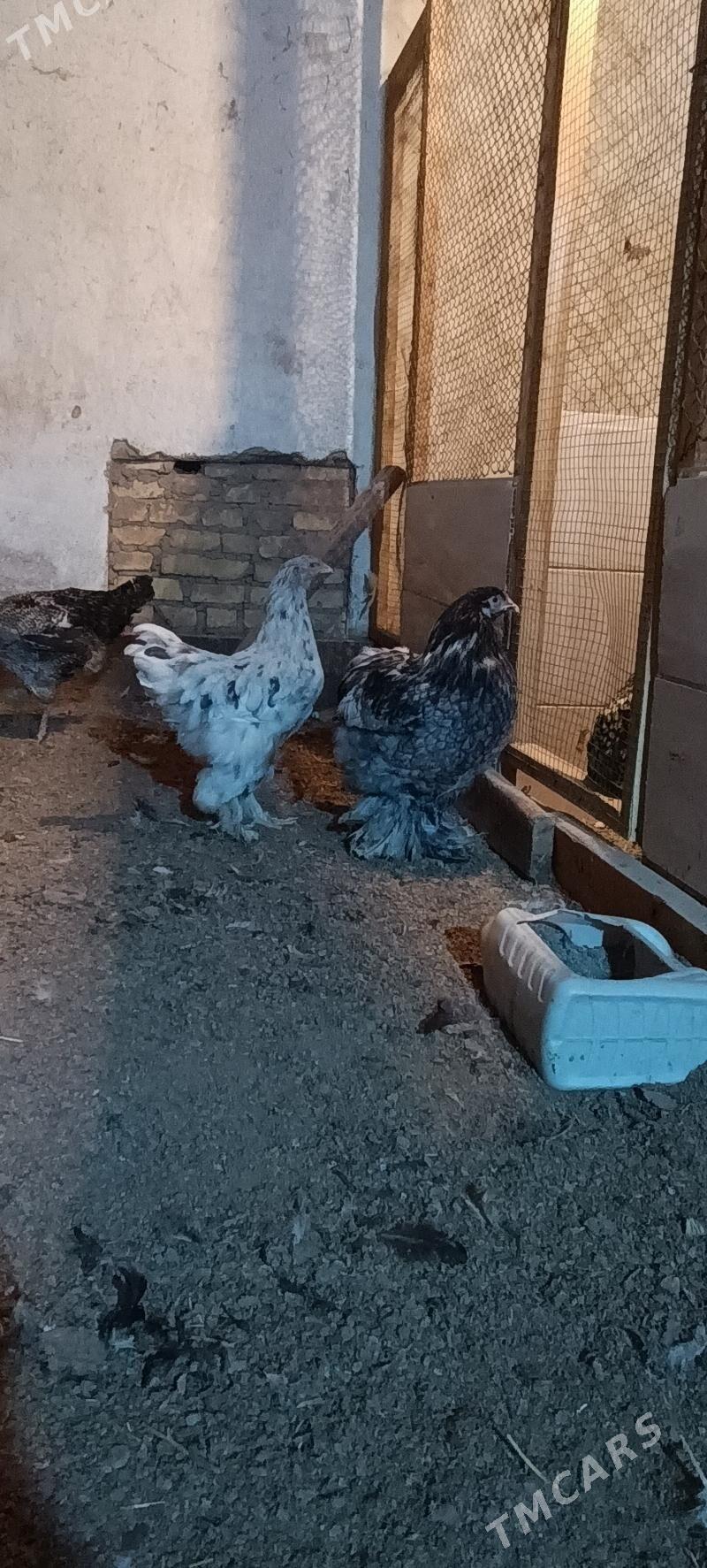 brama - Türkmenabat - img 1