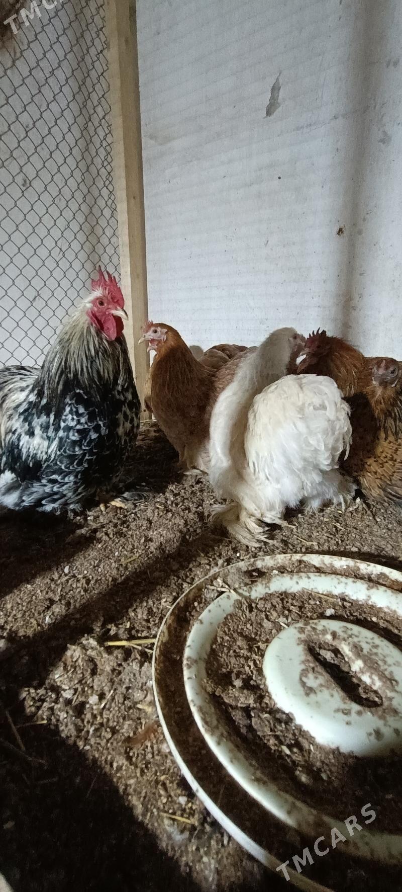 kokin karlik - Туркменабат - img 1