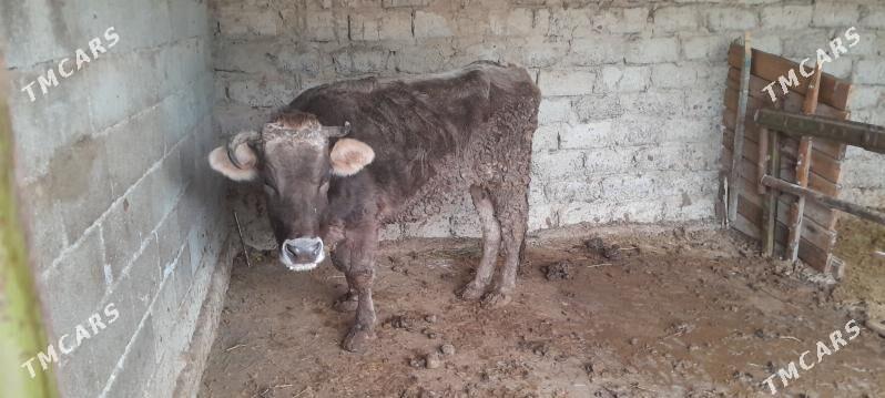 swes sygyr - Бузмеин - img 1