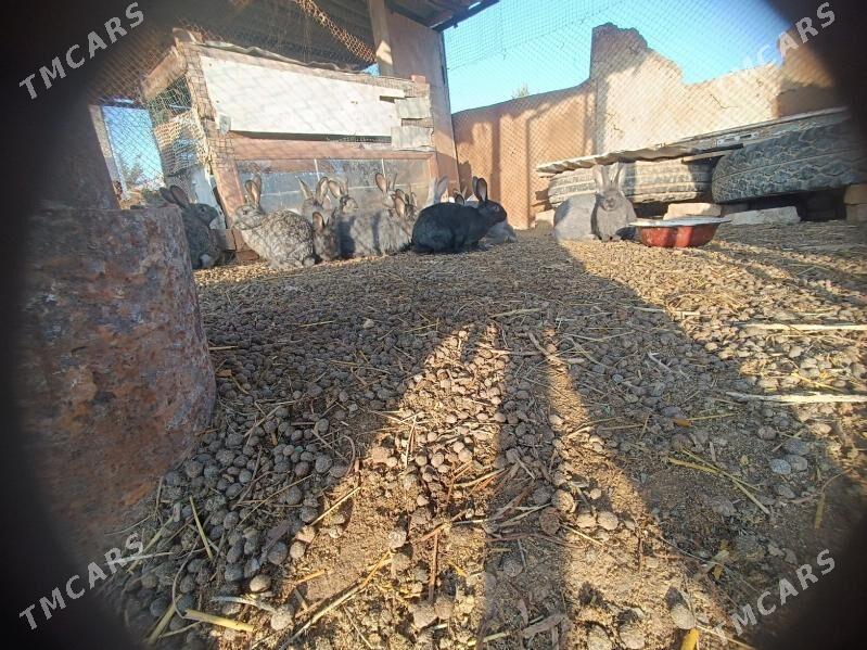 towşan - Байрамали - img 1