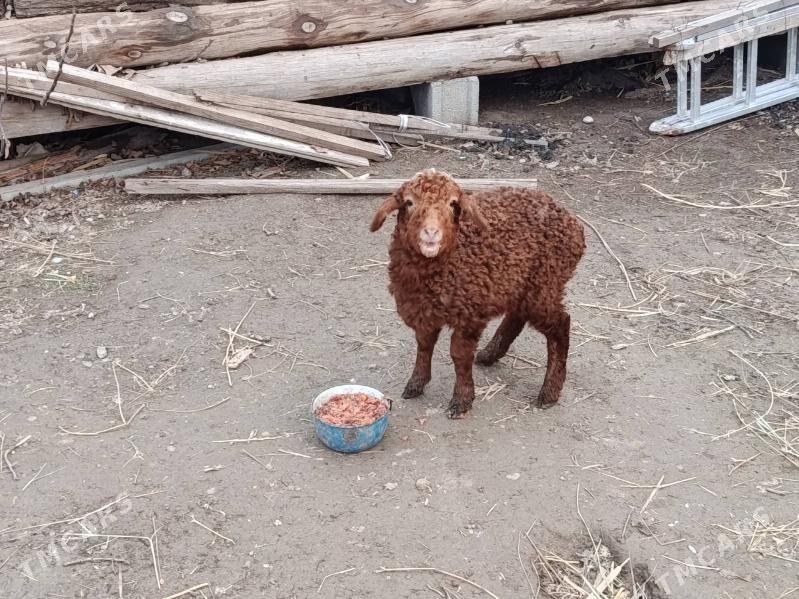 Guzy - Гёкдепе - img 1