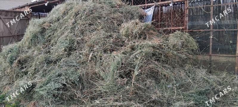 yorunja - Сакарчага - img 1