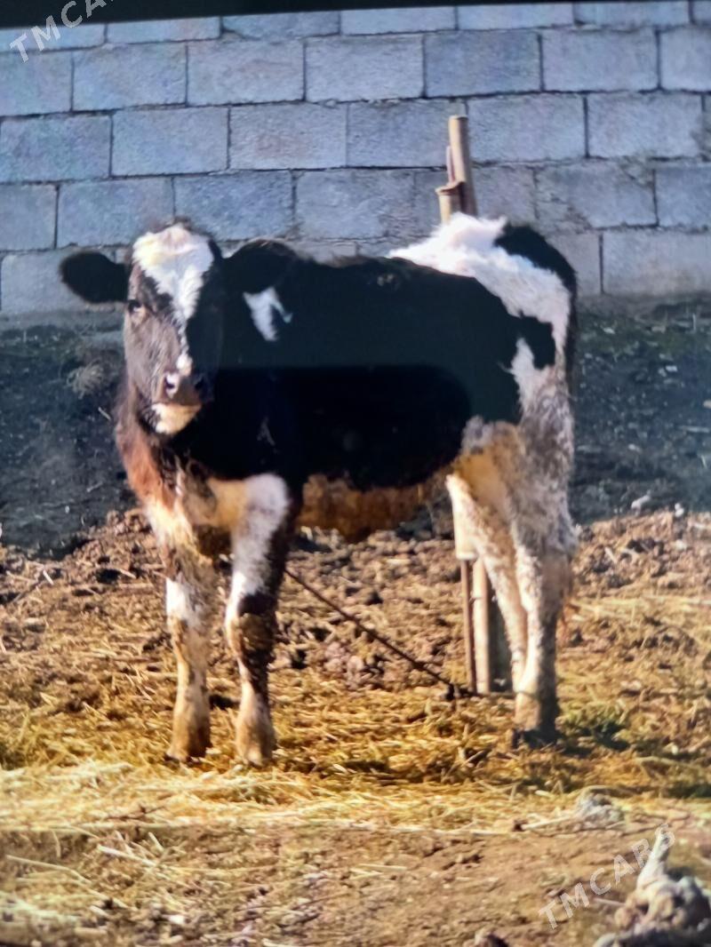 GARALA GALISDRÝIN TÜWE - Гёкдепе - img 1