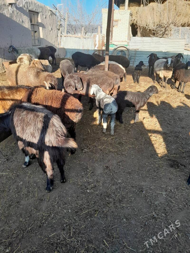 gisar guzuly goyunlar - Чарджоу - img 1