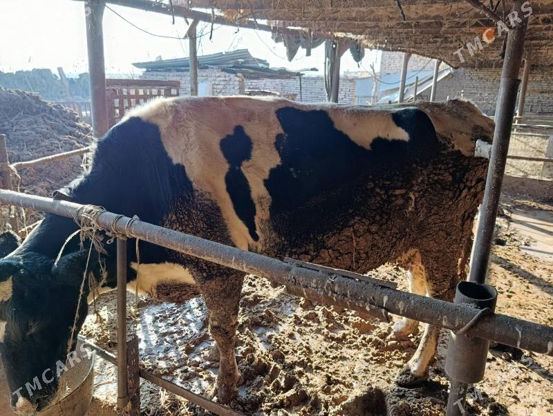 Galensteyn - Çärjew - img 1