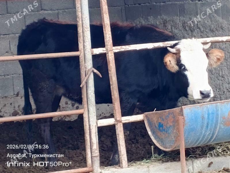 gibirit bogaz tuwe - Gökdepe - img 1