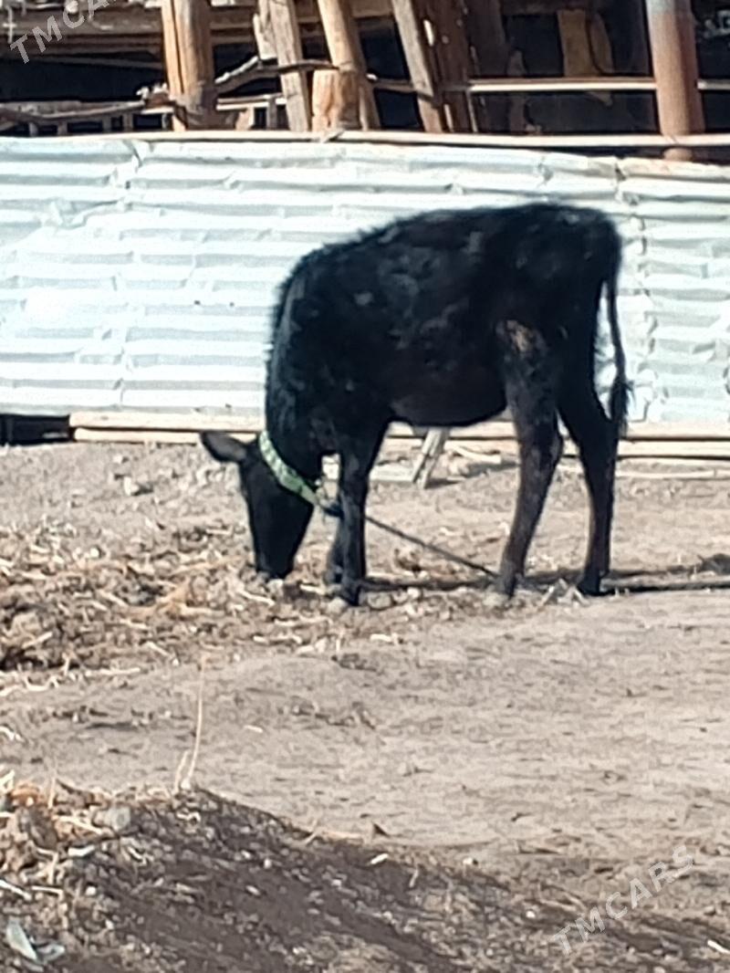 Unajyn - Çärjew - img 1