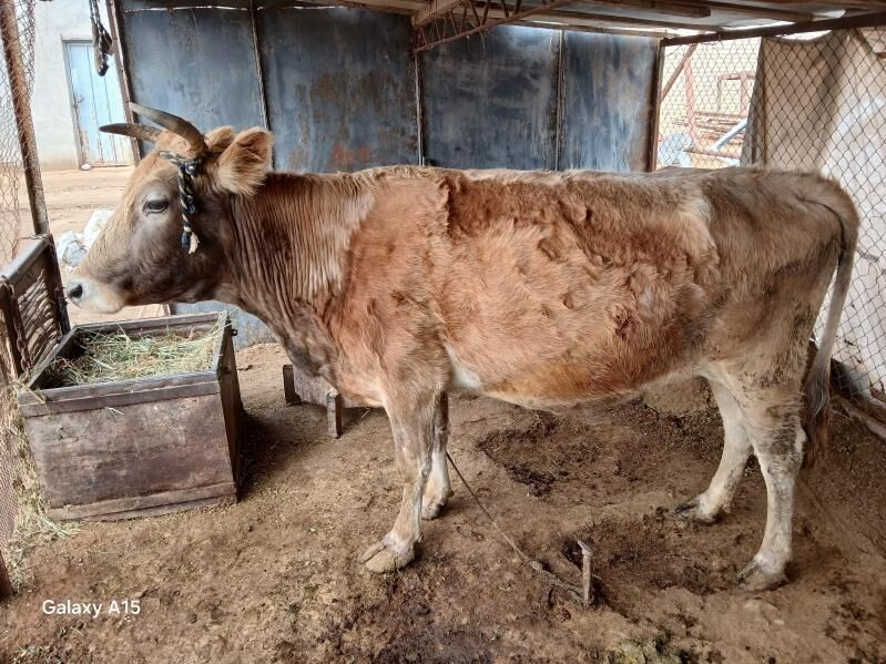 gysyr sygyr - Мары - img 1