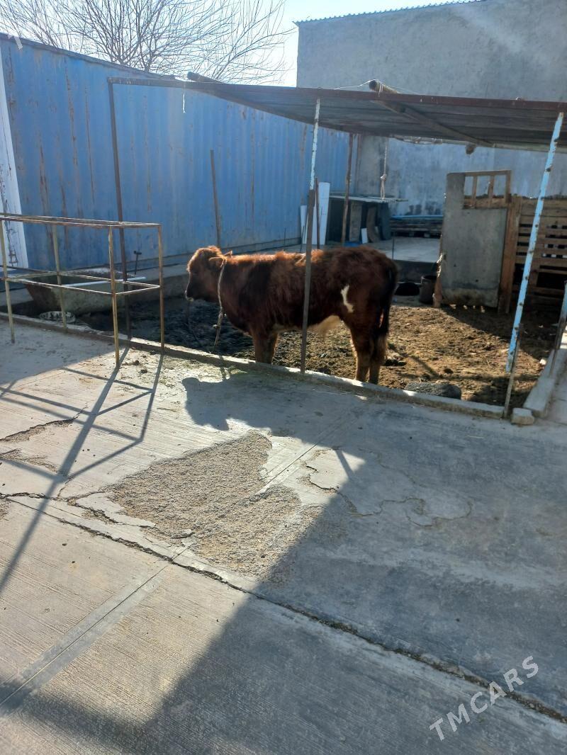 okuz - Ашхабад - img 1