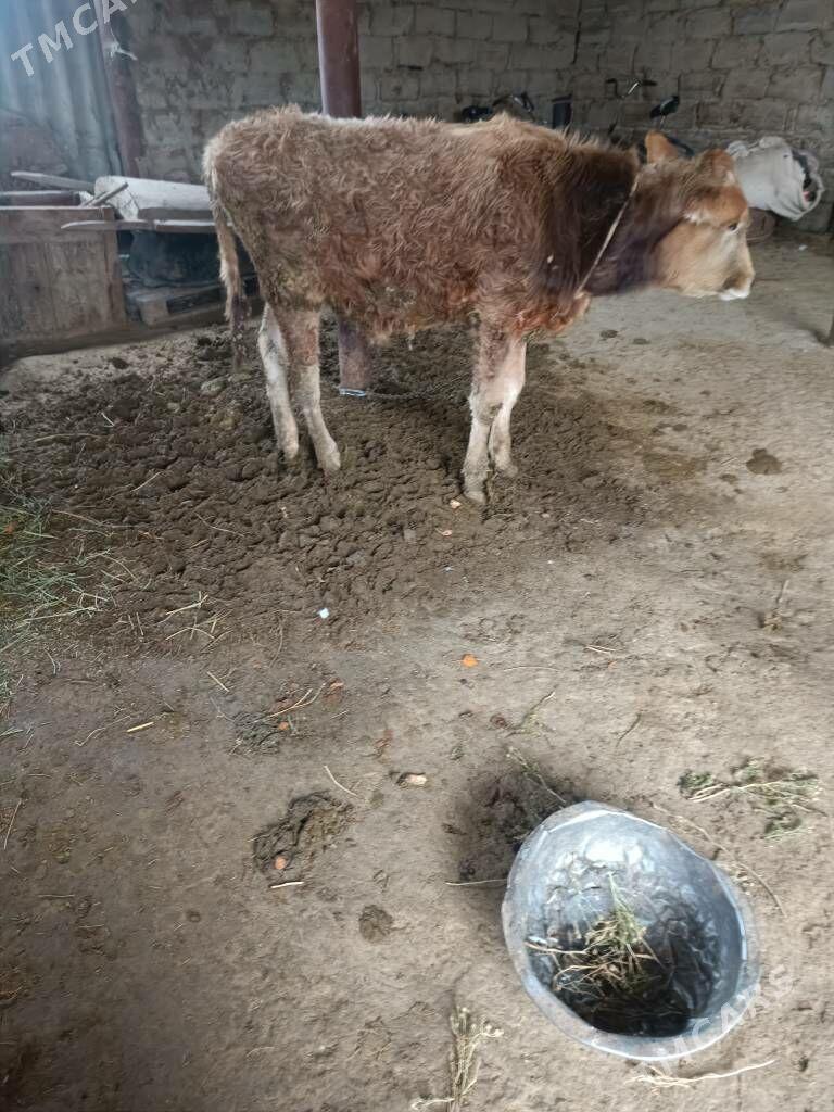 öküz - Ak bugdaý etraby - img 1