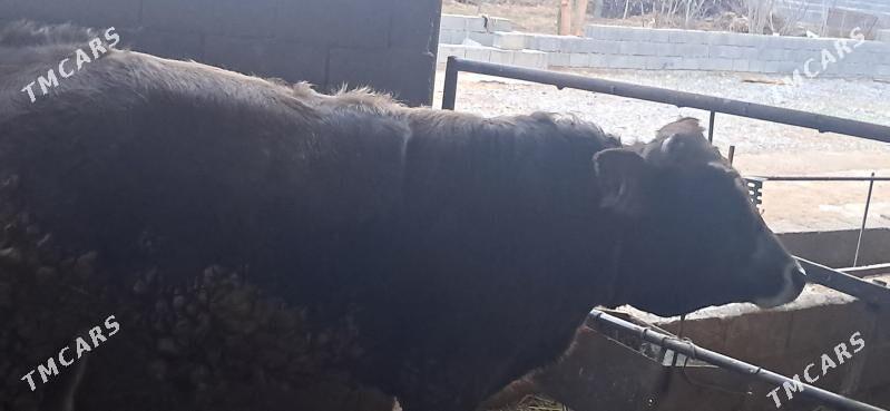 öküz - Бахарден - img 1