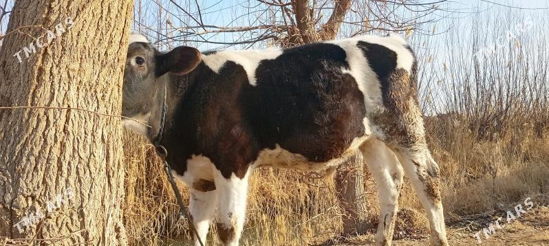 golsteyin okuzce - Baýramaly - img 1