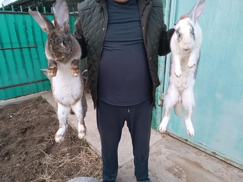 towşan flander welikan великан - Ашхабад - img 1