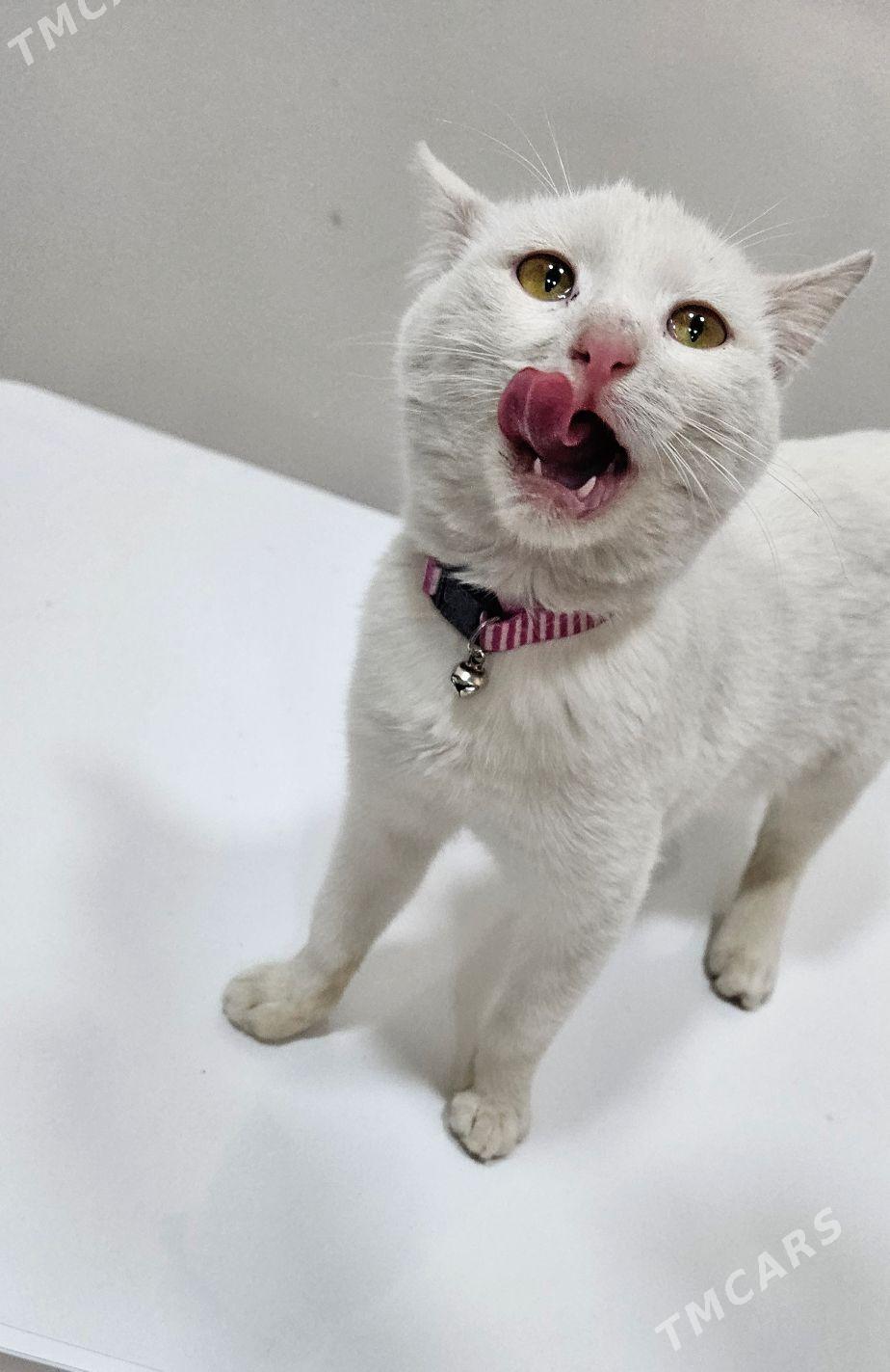 котёнок - Aşgabat - img 1