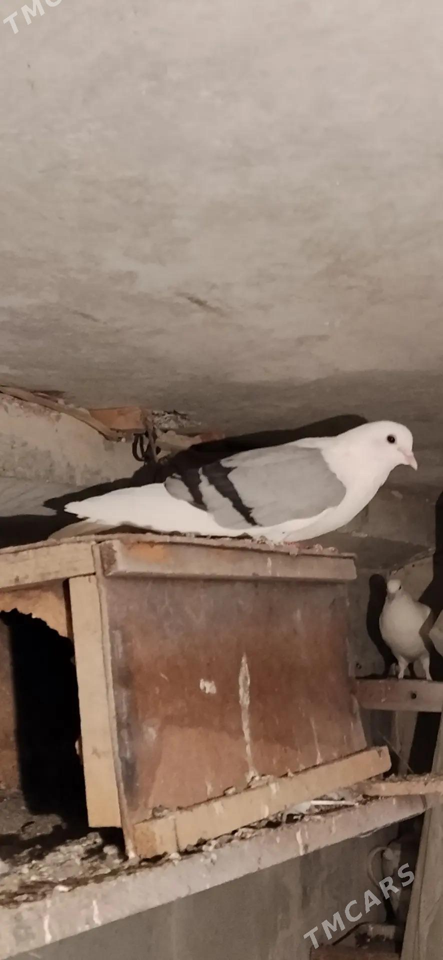 kepderi - Ашхабад - img 1