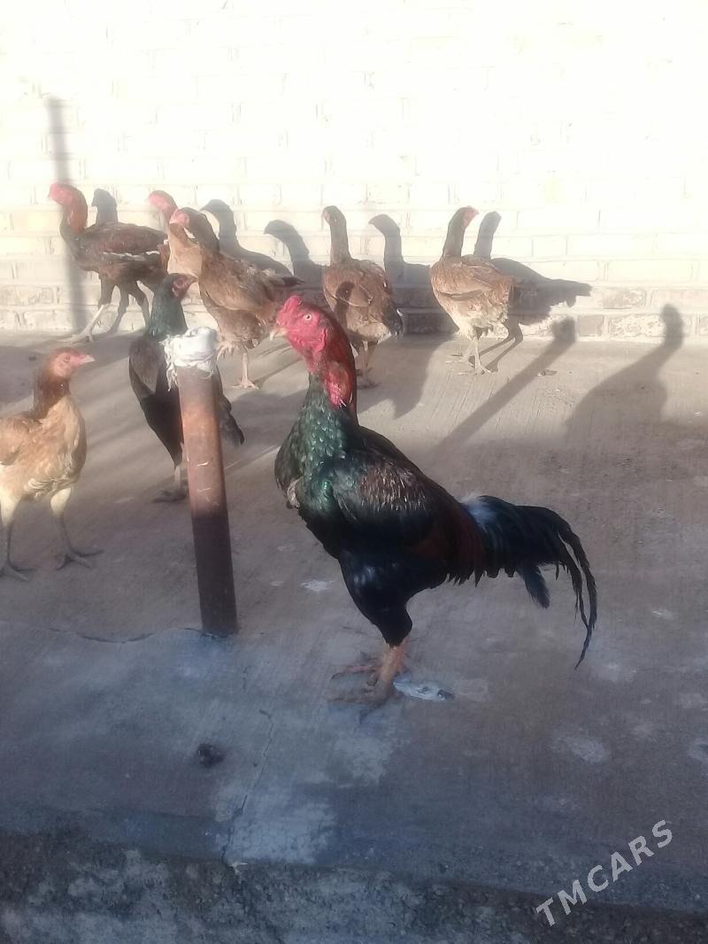 baysy - Мары - img 1