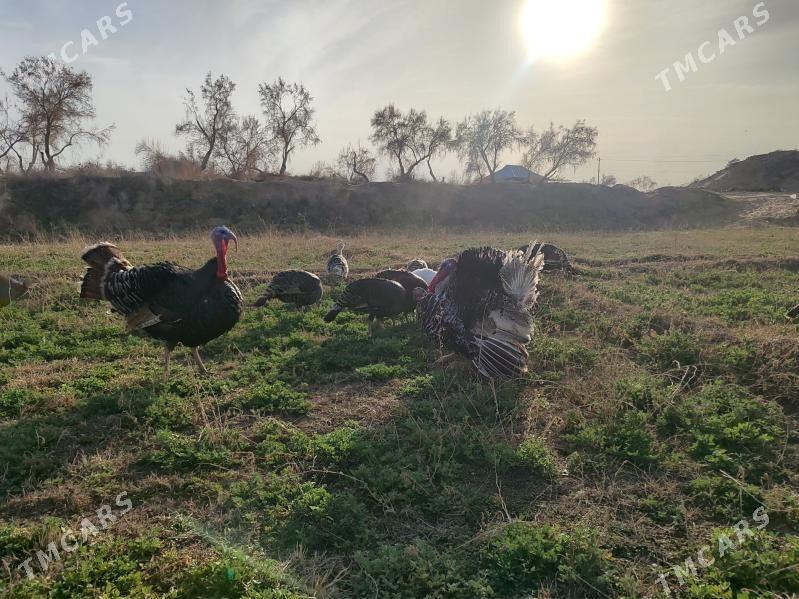 induk yumurta - Mary - img 1