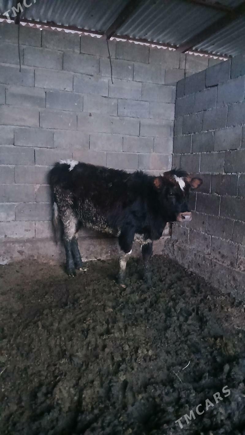 tuwe - Ашхабад - img 1