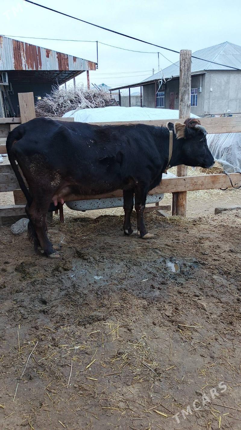 Sygyr - Gökdepe - img 1