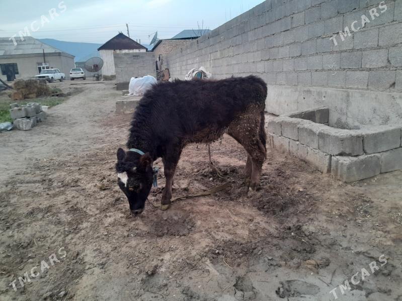 tuwe - Бахарден - img 1