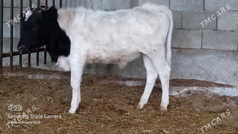 GIBIRIT OKÜZÇE - Гёкдепе - img 1