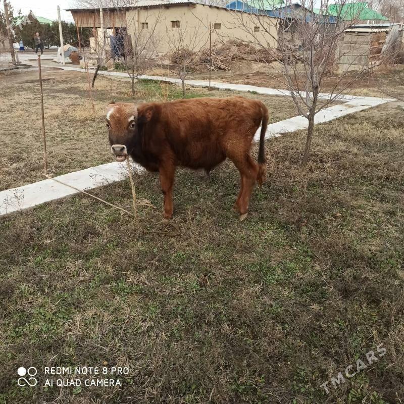 okuz - Бузмеин - img 1