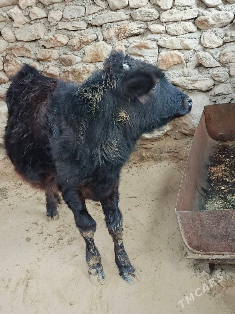 okuzce - Джебел - img 1