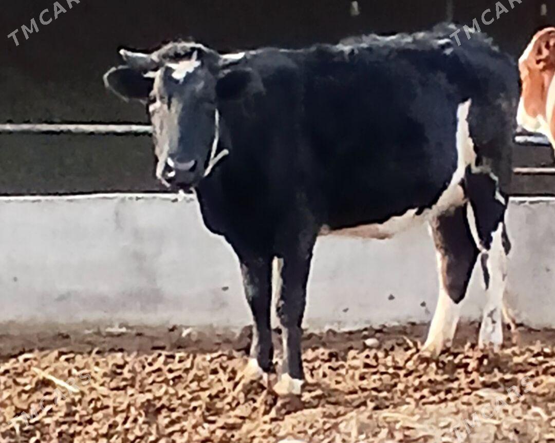 SYGYR - Herrikgala - img 1