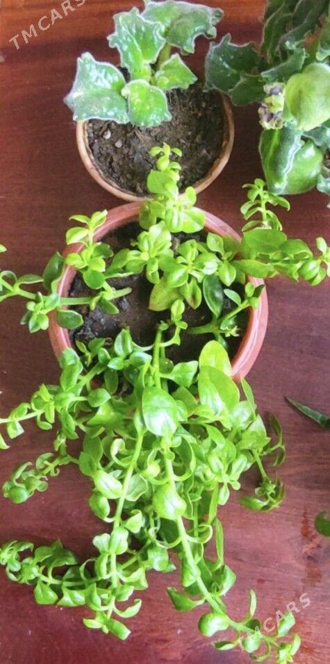 фиалка и традесканция - Türkmenbaşy - img 1