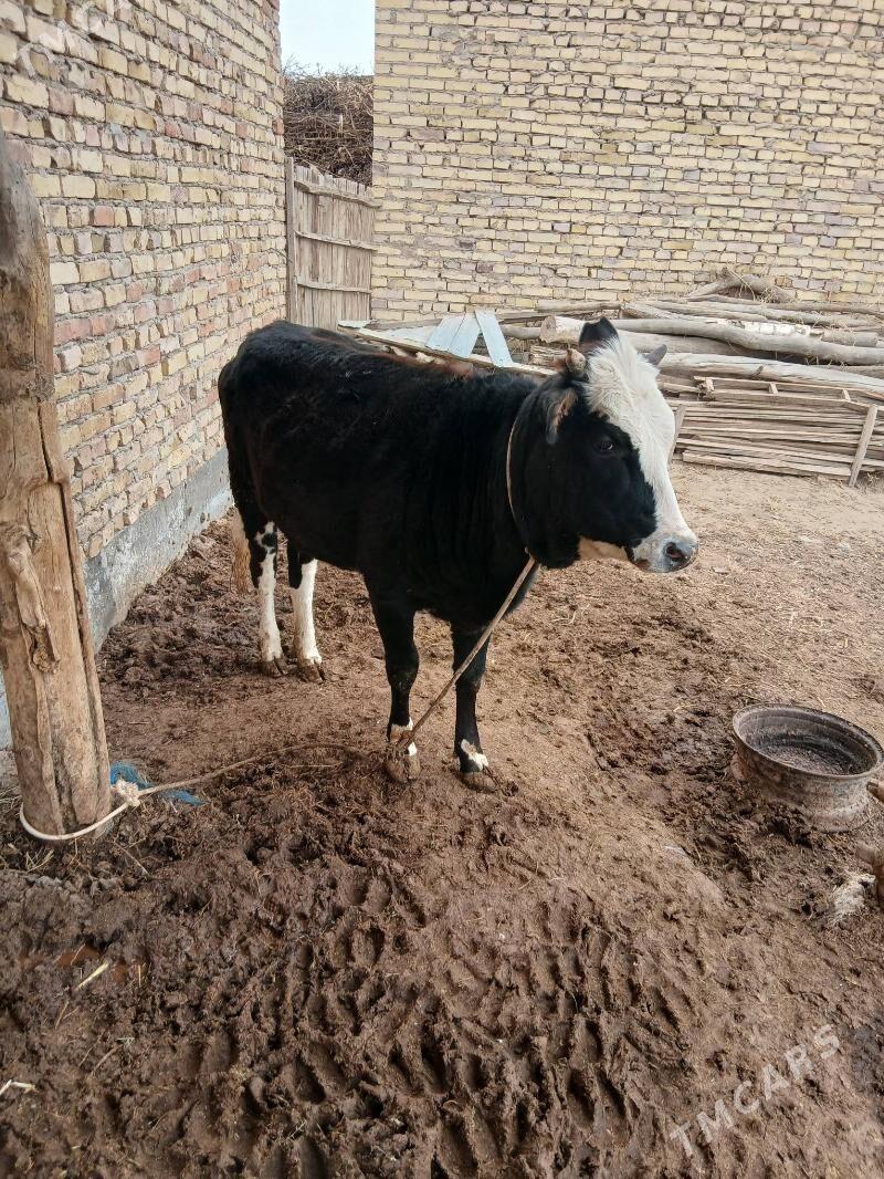 gunajyn - Saýat - img 1