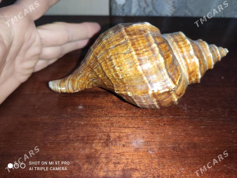 ракушки океанские - Мары - img 1