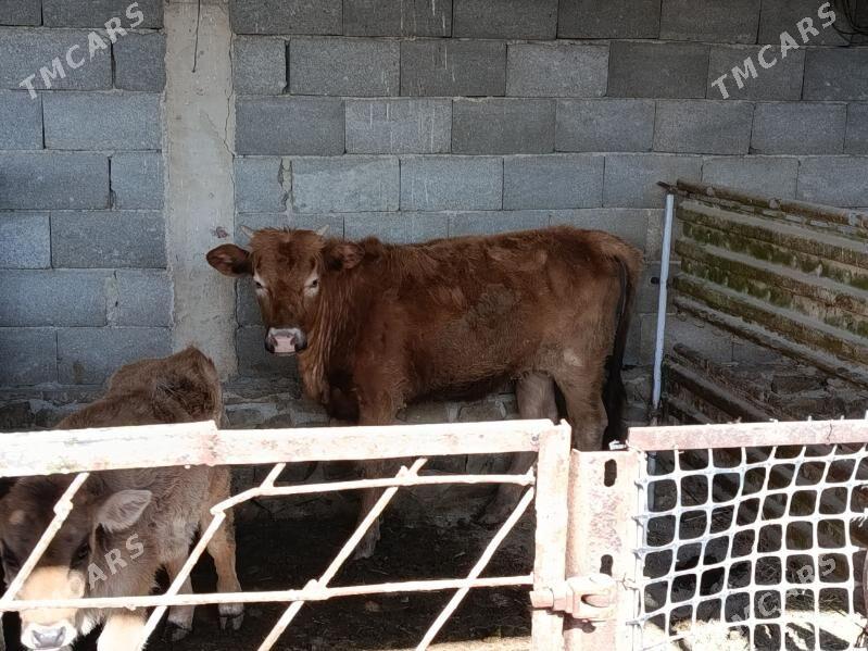 gacar - Jebel - img 1