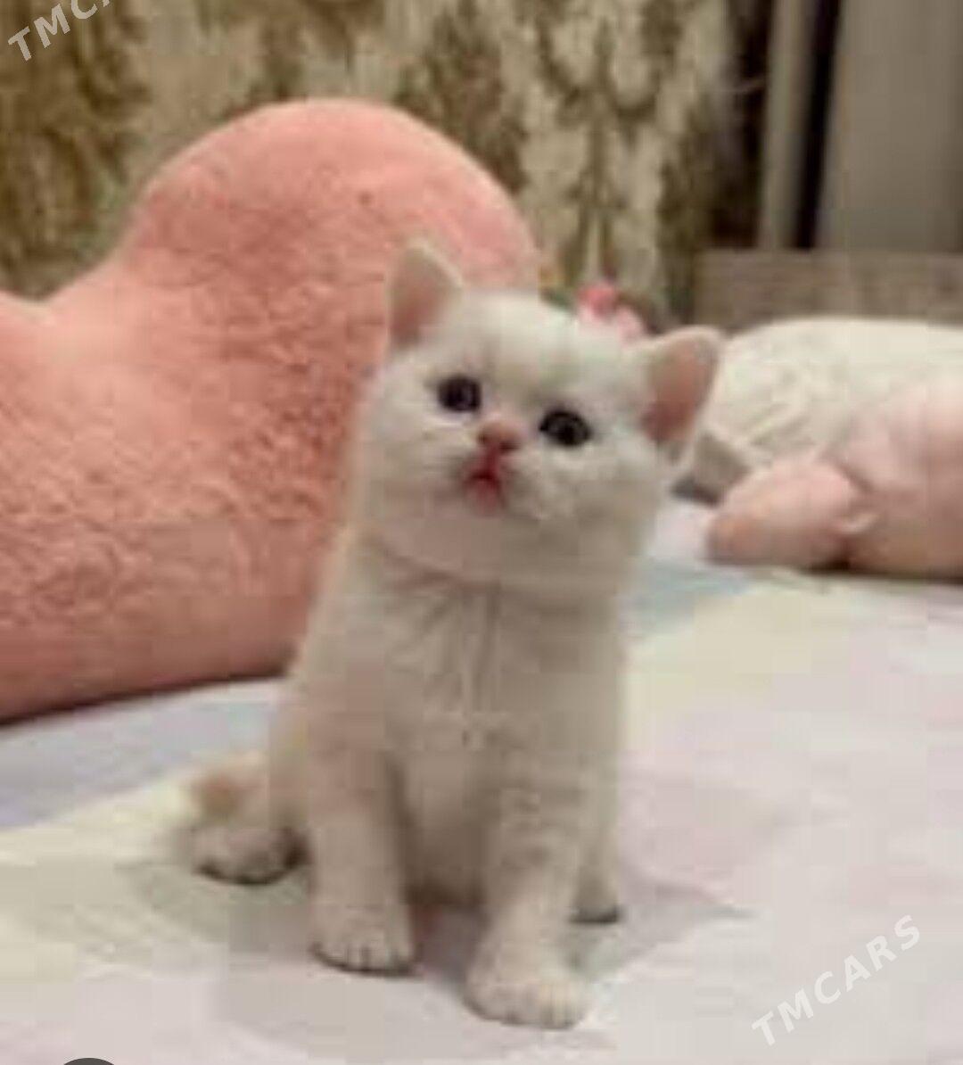 шотланский катята - Мары - img 1