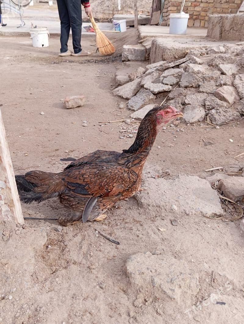 towyk - Türkmenabat - img 1