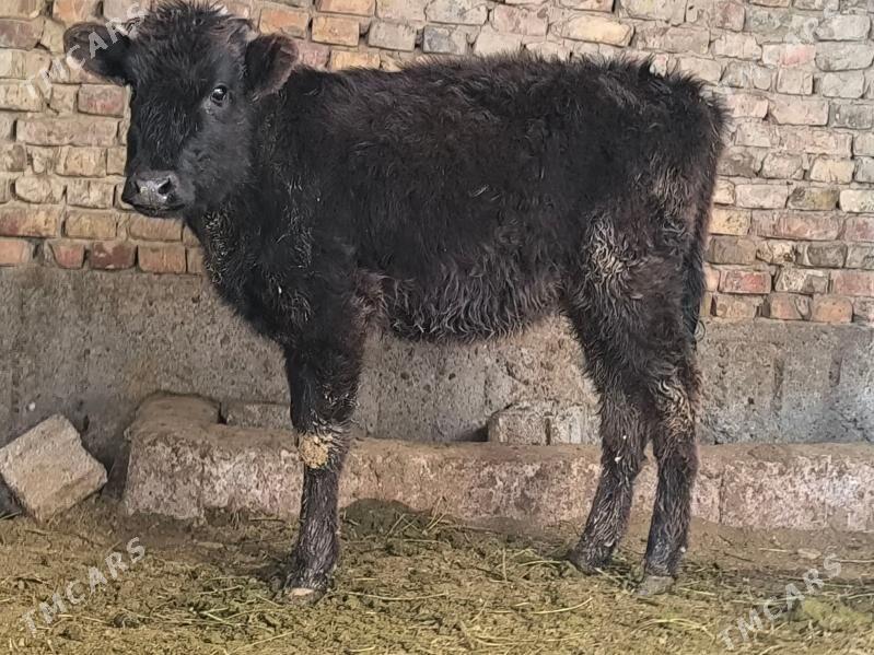 tüwe - Aşgabat - img 1