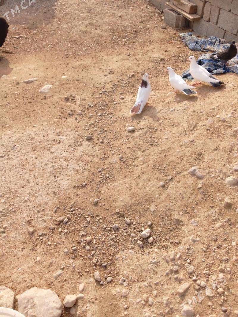 kepderi - Балканабат - img 1