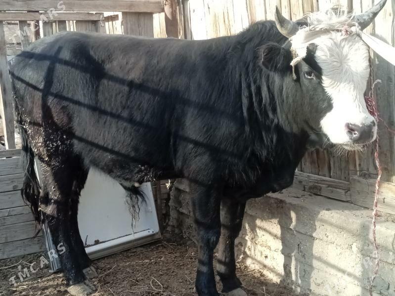 öküz 3 yasynda - Балканабат - img 1