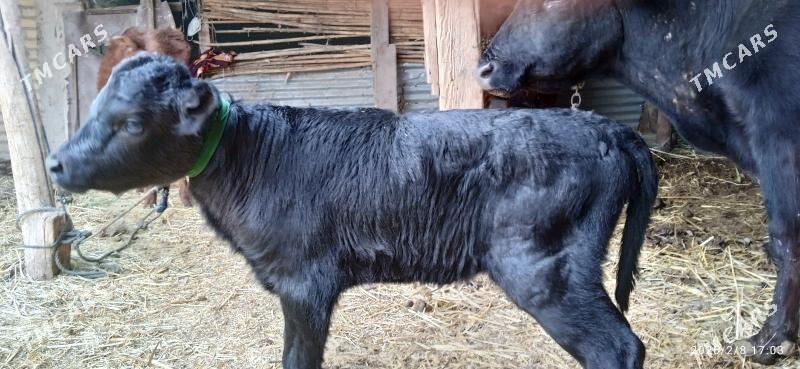 saglyk sygyr - Чарджоу - img 1