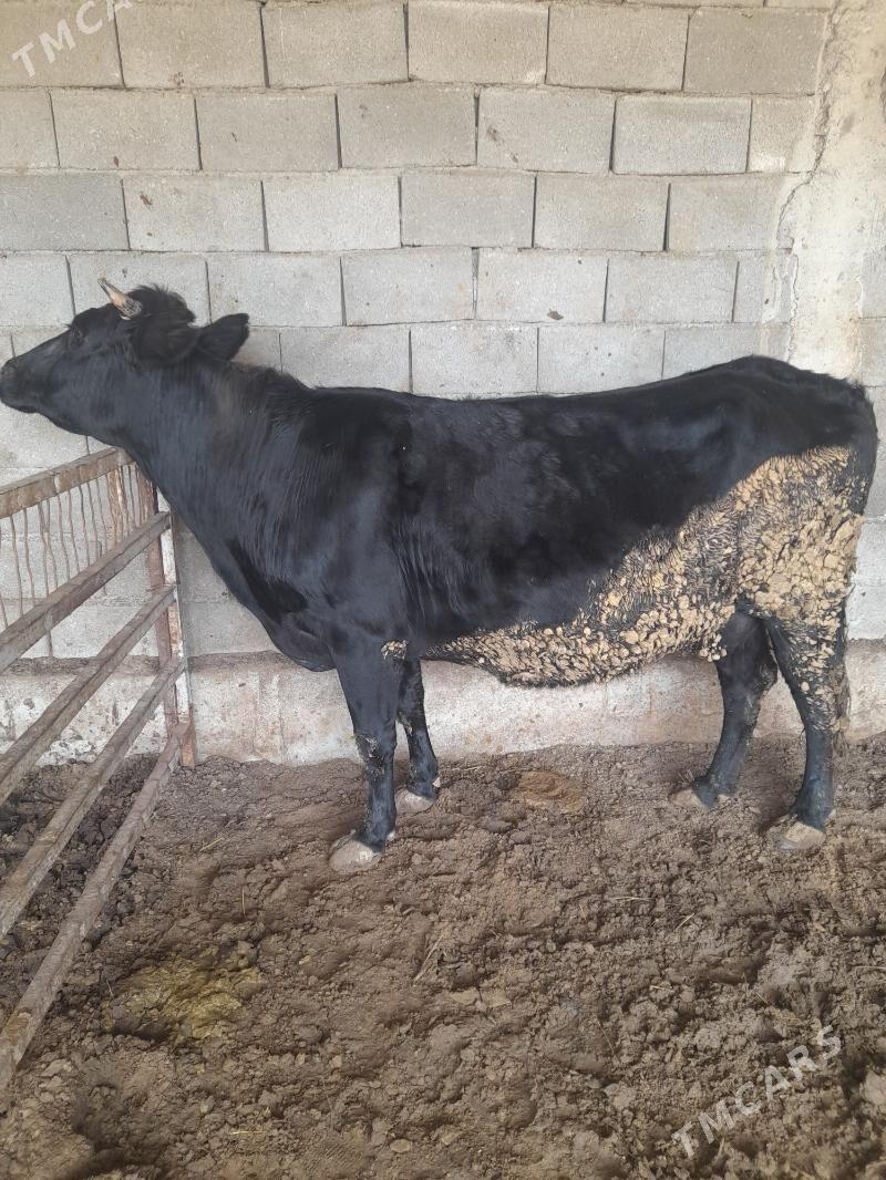 bakylan sygir - Анев - img 1