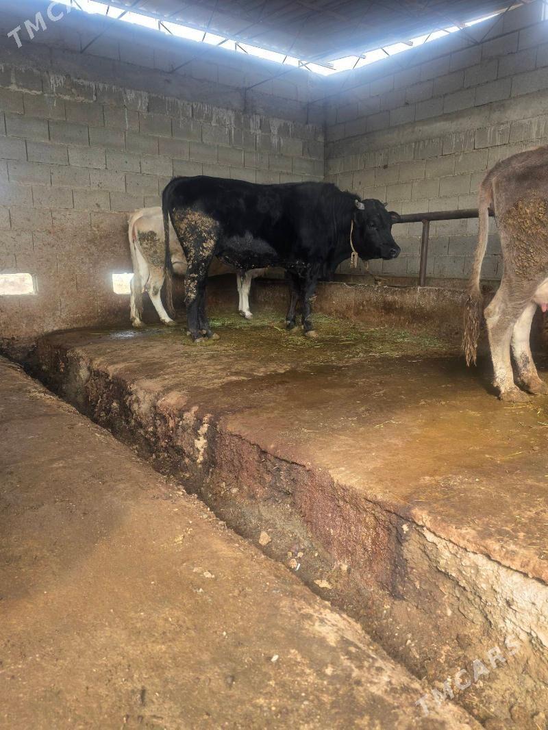 Öküz - Бахарден - img 1