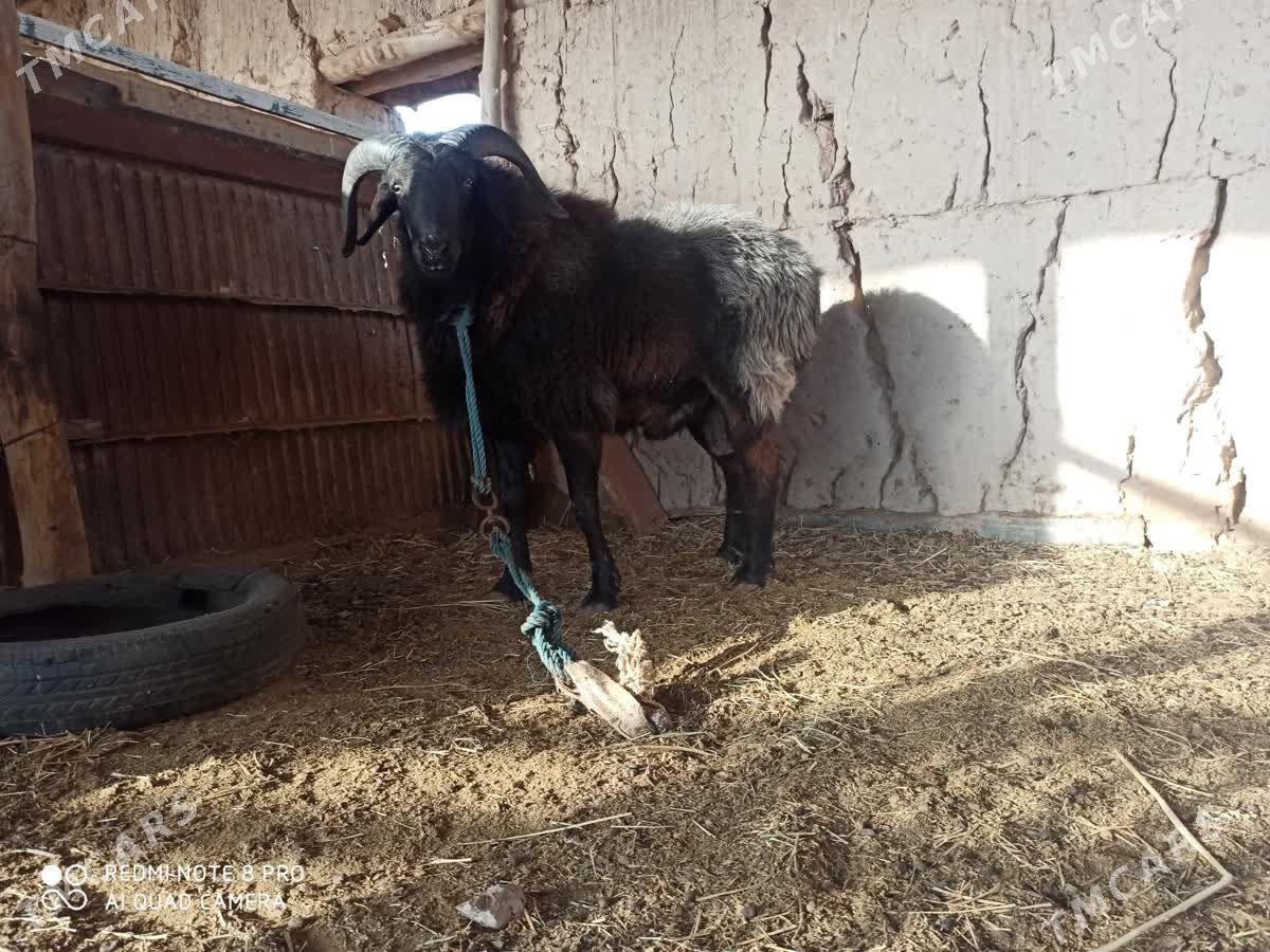 Goç - Дарганата - img 1