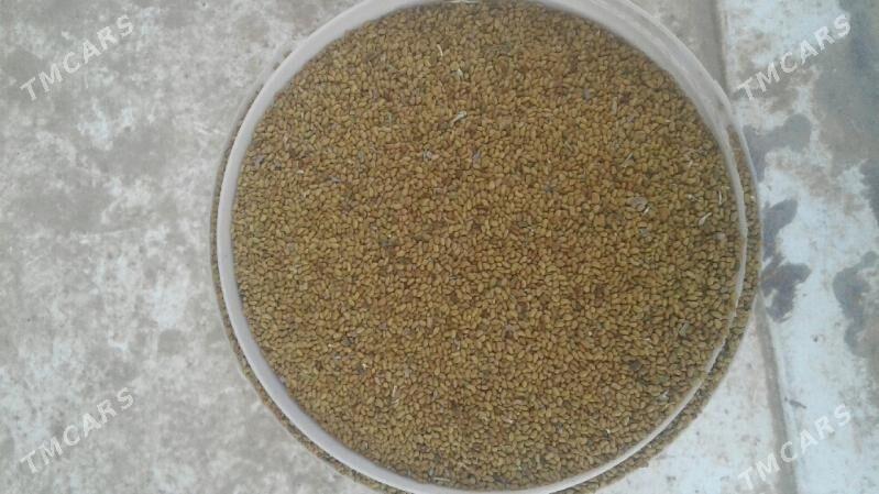 ÝORUNJA TOHUM - Бабадайхан - img 1